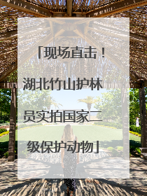 现场直击！湖北竹山护林员实拍国家二级保护动物